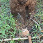Australian Labradoodle pup