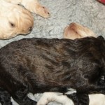 Australische Labradoodle-puppy's