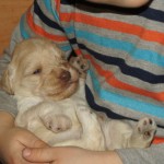 Australian Labradoodle puppies and kid
