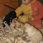 Australian labradoodle puppies and kid