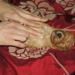 Australian Labradoodle puppies and massage
