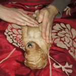 Australian Labradoodle-puppy's en massage