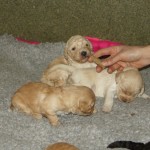 Australian Labradoodle puppies and scents