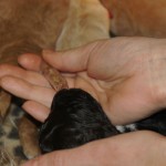 Australische Labradoodle-Welpen und Geruchsproben