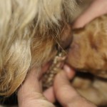 Australian Labradoodle Puppies en geurmonsters