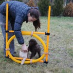 Australian Labradoodles and agility field