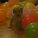 Australian Labradoodles and enriched environment
