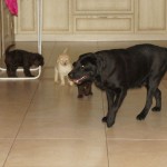 Australian Labradoodles and dog visitor