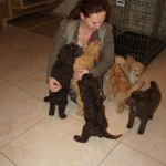 Australian labradoodles and visitors