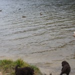 Australian labradoodles vierailee järvellä
