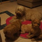 Australian labradoodles chilling with aunt