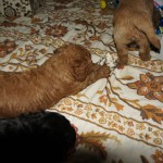 en ik geef de voorkeur aan zeeschelpen 