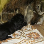 wie ontmoet een wild zwijn in het bos....