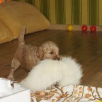 Die staart neem ik mee 