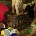 Labradoodle puppies and enriched environment