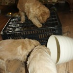 Labradoodle puppies and enriched environment