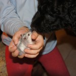 Labradoodle and hamster