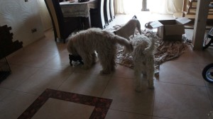 Labradoodles and other dogs