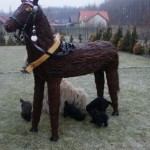 Labradoodle and horses