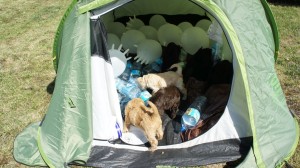 Labradoodle and tent
