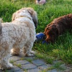 Labradoodle and dog