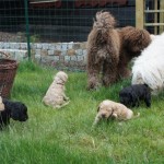Labradoodles and dogs