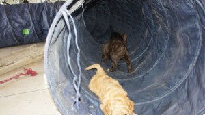 Labradoodle and tunnel