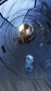 Labradoodle and tunnel