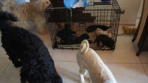 Labradoodle kennel training