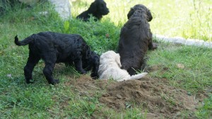 Labradoodle outdoors
