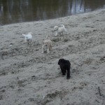 Labradoodle pups at the lake