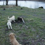 Labradoodle-Welpen am See