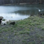 Labradoodle pups at the lake