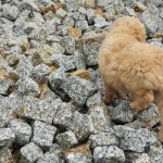 Labradoodle-pups lossen problemen op