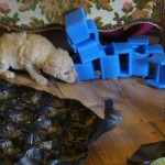 Labradoodle-puppy's en een verrijkte omgeving
