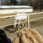Labradoodle-pups in een paardenstal