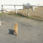 Labradoodle pups in a horse stable