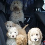 Labradoodle pups in a car