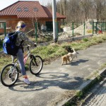 Labradoodle pups meeting bicycle