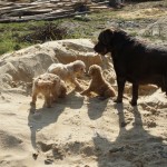 Labradoodle-Welpen treffen andere Hunde