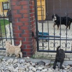Labradoodle-pups ontmoeten andere honden