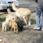 Labradoodle-pups ontmoeten andere honden