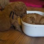 labradoodles sleeping in a bowl