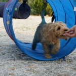 Labradoodle-Tunnel