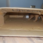 Labradoodle in einer Box
