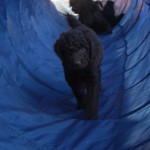 Labradoodle in the tunnel