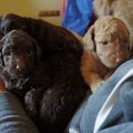 labradoodles and quests