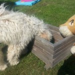 Nessie Labradoodle, in der Box