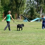 Obedience workshops - Dog Land