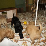 waar komt deze muziek vandaan? Van dit apparaat?